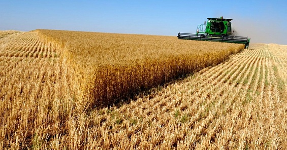 АГРОСИЛА планирует собрать урожай зерновых с территории более 113 тыс. га