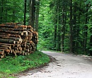 Тем больше дров: в России пропадают миллионы гектаров «несуществующих» лесов