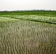 Новый гербицид для риса от Corteva Agriscience поможет повысить урожайность риса