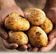 Картофельная индустрия 2020