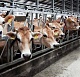 Молочная ферма «Зеленый луг» выиграла грант на развитие агротуризма