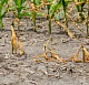 Растениеводы Ставрополья получили страховую выплату за погибший из-за засухи урожай